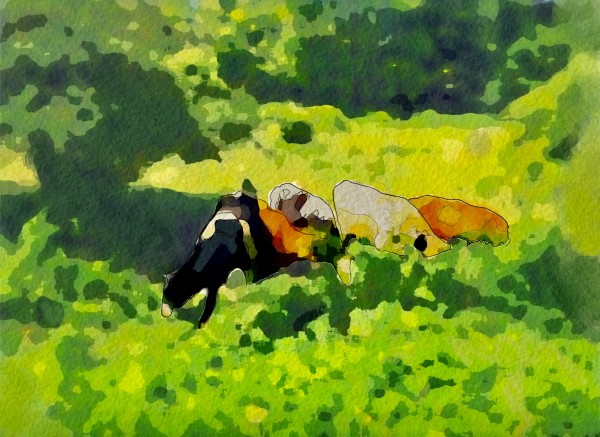 Cummington Cows by Harry Forsdick